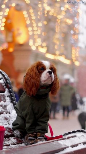 Dog Photo