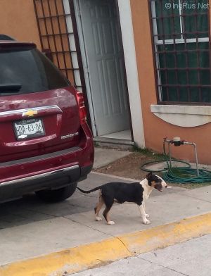 Dog Photo