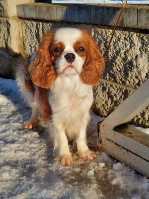 Dog Photo