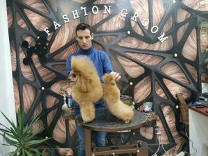 Dog Photo