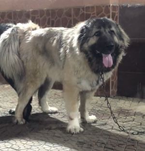 Dog Photo