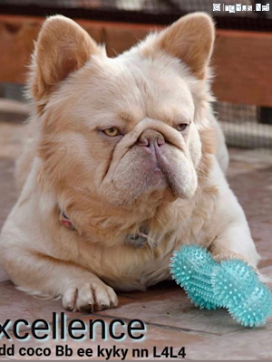 Dog Photo
