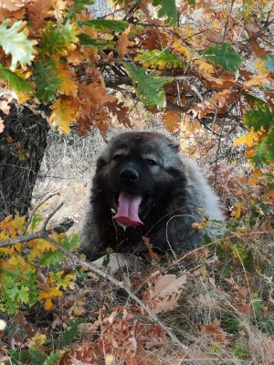 Dog Photo