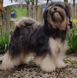 Dog Photo