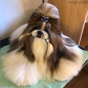 Dog Photo