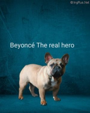 Dog Photo