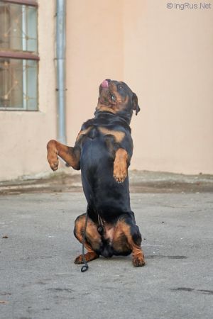 Dog Photo