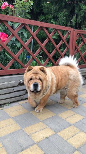 Dog Photo