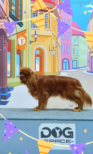 Dog Photo