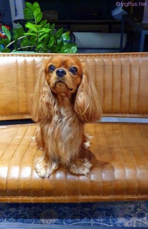 Dog Photo
