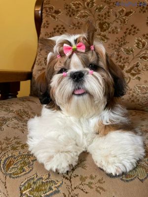 Dog Photo