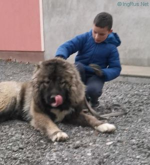 Dog Photo