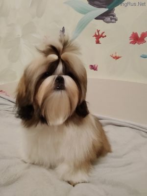 Dog Photo