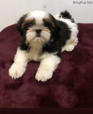 Dog Photo