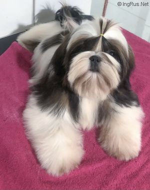 Dog Photo