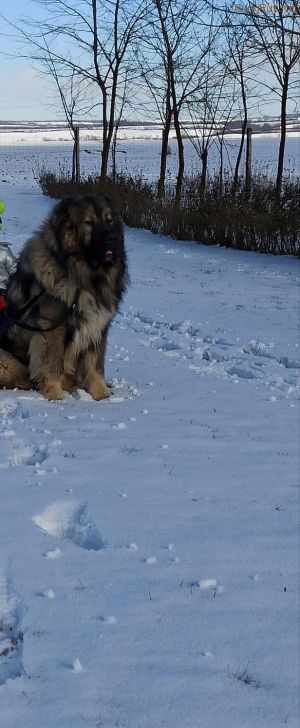 Dog Photo