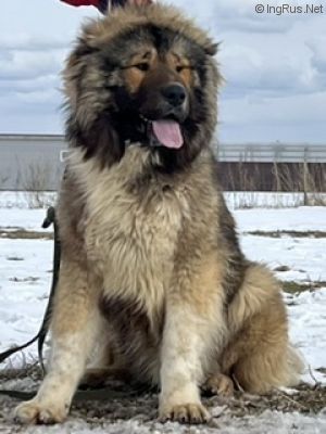 Dog Photo