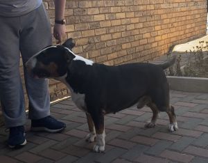 Dog Photo