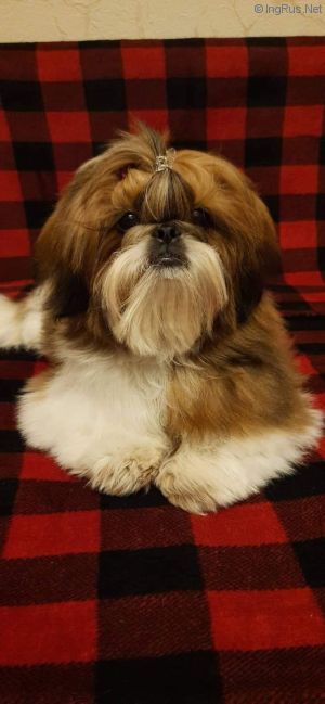 Dog Photo