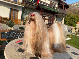 Dog Photo