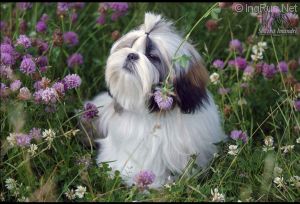Dog Photo