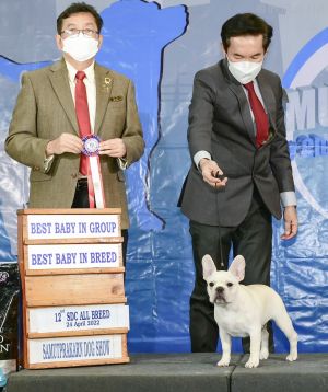Dog Photo