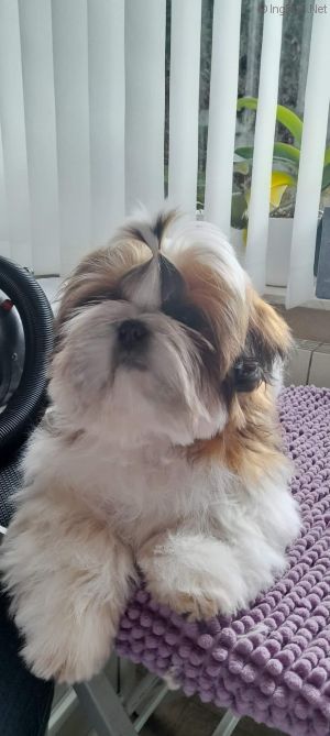 Dog Photo