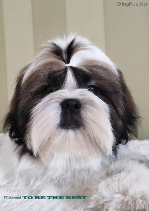 Dog Photo