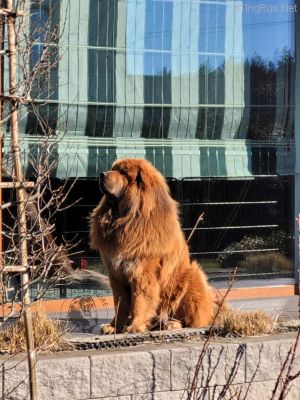 Dog Photo