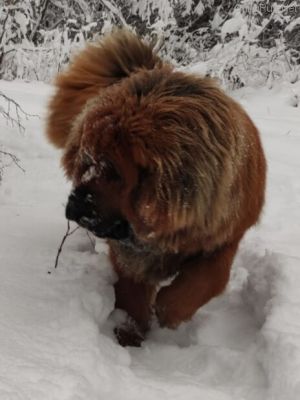 Dog Photo