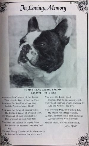 Dog Photo