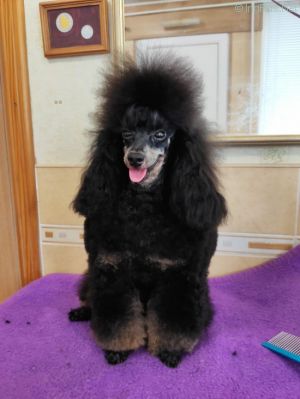 Dog Photo