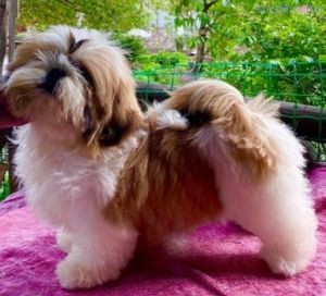 Dog Photo