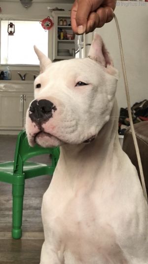 Dog Photo