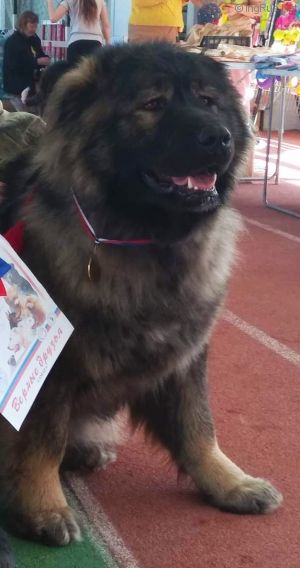 Dog Photo