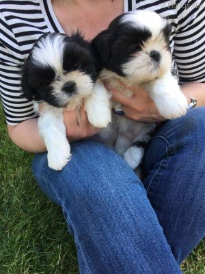 Dog Photo