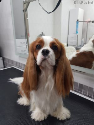 Dog Photo