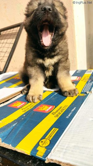 Dog Photo