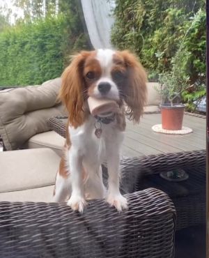Dog Photo