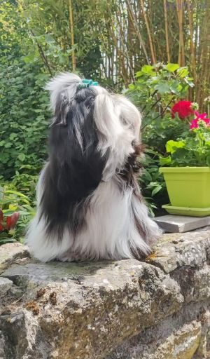 Dog Photo