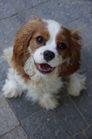 PANDORA CRYSTAL CALVIN KLEIN