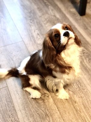 Dog Photo