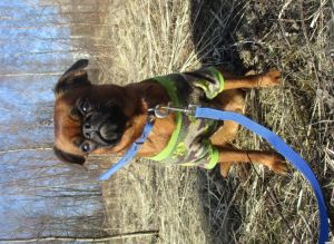 Dog Photo