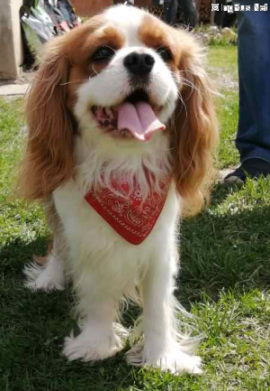 Dog Photo