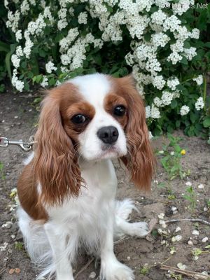 Dog Photo