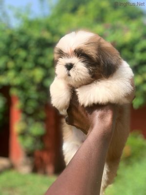 Dog Photo