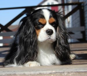 Dog Photo