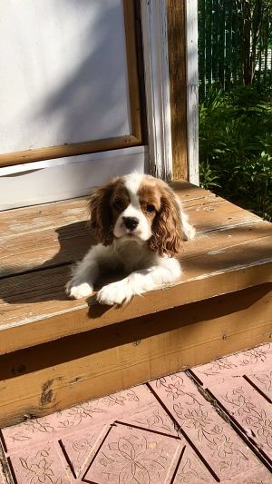 Dog Photo