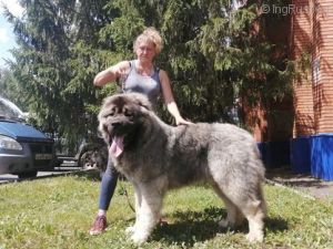 Dog Photo