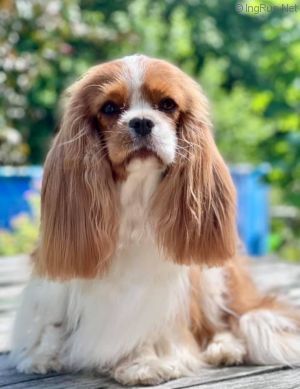 Dog Photo